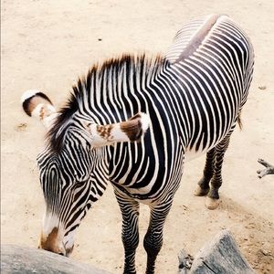 Meet your Posher, Star