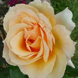 Meet your Posher, Adriana