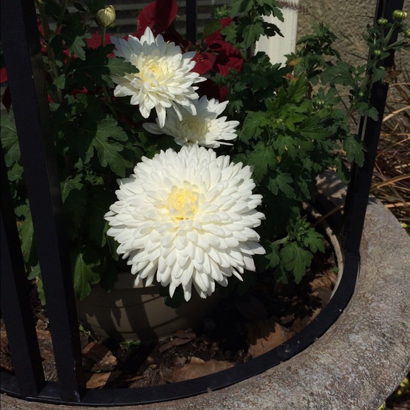 Meet your Posher, Dora - Picture 1 of 1