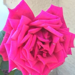 Meet your Posher, Carla