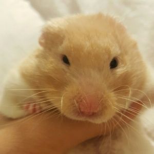 Meet your Posher, Priscilla