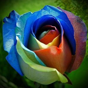 Meet your Posher, Rosa