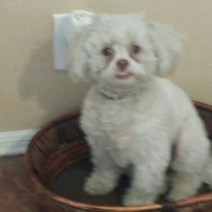 Meet your Posher, Silvia