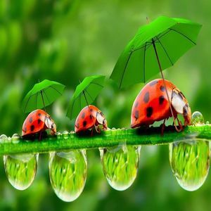 Meet your Posher, Peggy