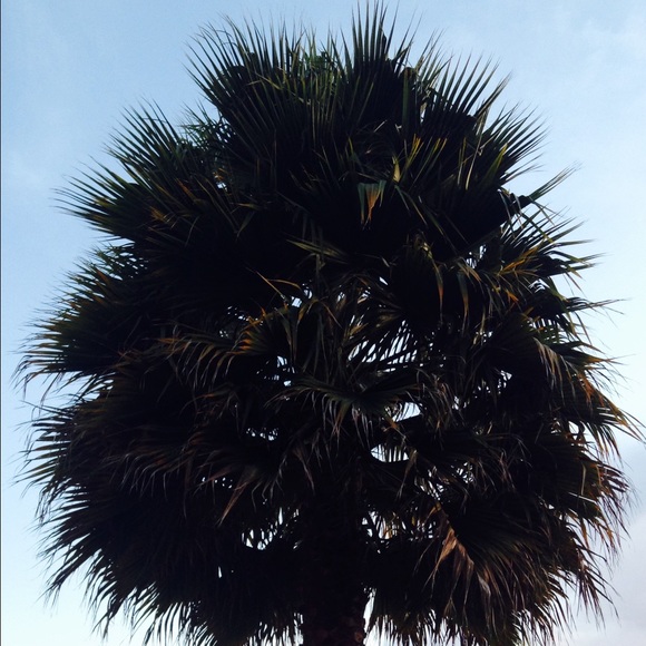 Meet your Posher, Carolina - Picture 1 of 1