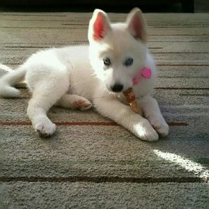 Meet your Posher, Frances