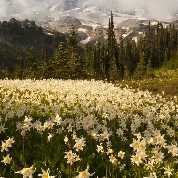 Meet your Posher, Yesenia - Picture 1 of 1