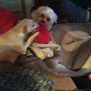 Meet your Posher, Debbie