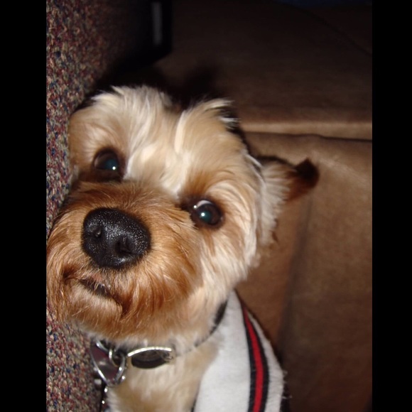 Meet your Posher, Selina