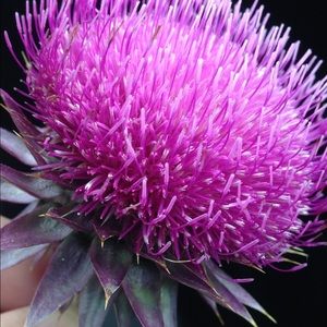 Meet your Posher, Ruth