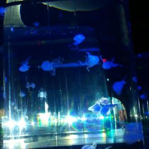 Meet your Posher, Allonda