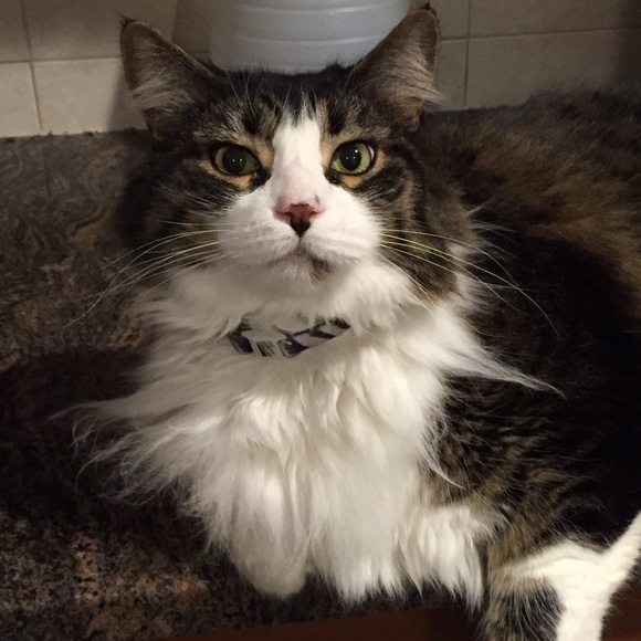 Meet your Seller/Buyer, Jennifer - Picture 2 of 4