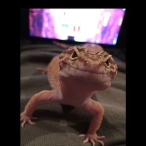 Meet your Posher, Ian