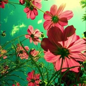 Meet your Posher, Wanda