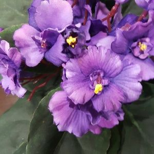 Meet your Posher, Tamara