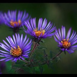 Meet your Posher, Kristin