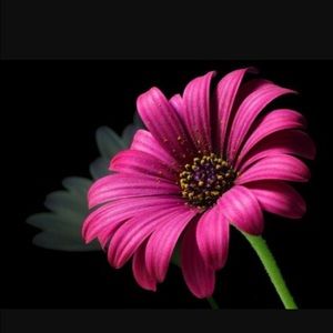 Meet your Posher, Alysa