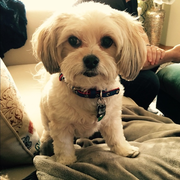 Meet your Posher, Samantha - Picture 3 of 4