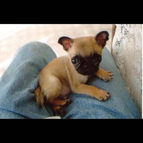 Meet your Posher, Jeannie - Picture 2 of 8