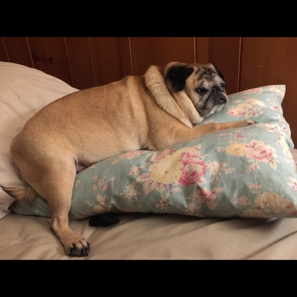 Meet your Posher, Jeannie - Picture 3 of 8