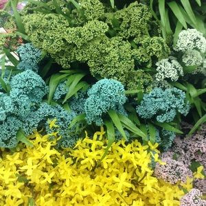Green Striped Tank top