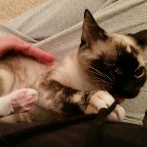 Meet your Posher, Chase