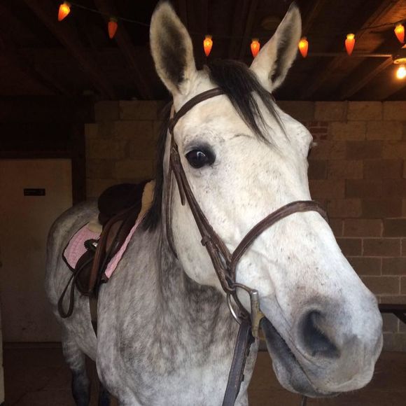 Meet your Posher, Alexa