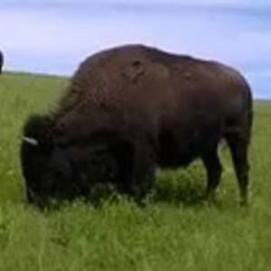 Meet your Posher, Alice