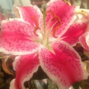 Meet your Posher, Denise