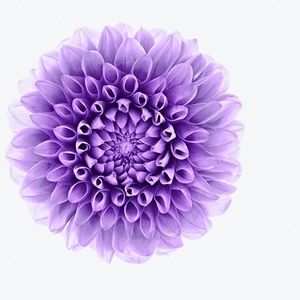 Meet your Posher, Penelope