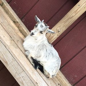 Meet your Posher, Briana