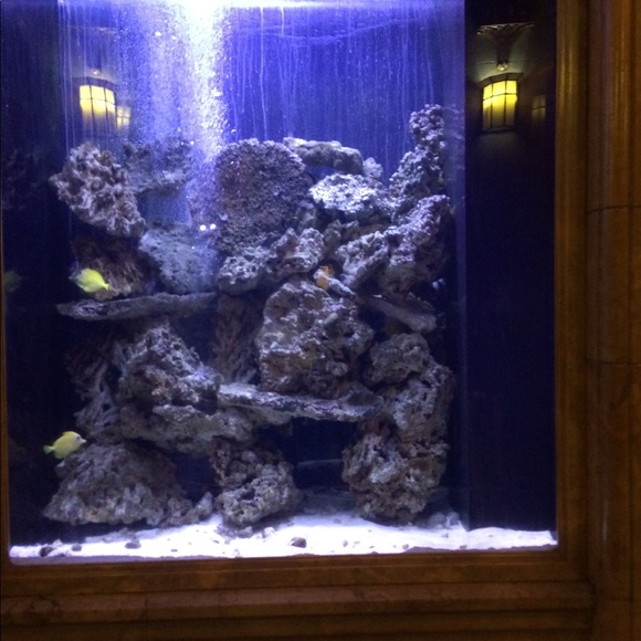 Meet your Posher, Cesar - Picture 4 of 6