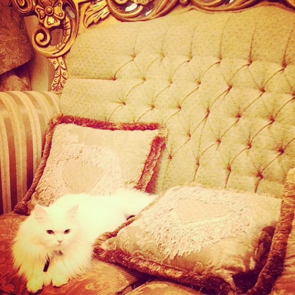 Meet your Posher, Amal