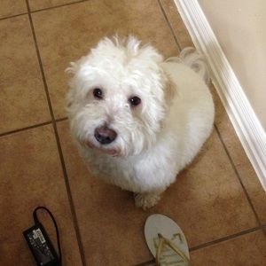 Meet your Posher, Monica