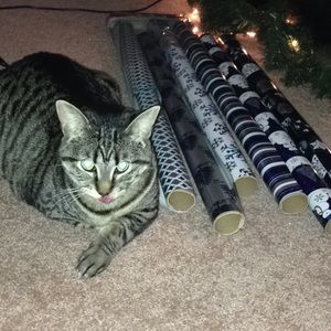 Meet your Posher, Bailey