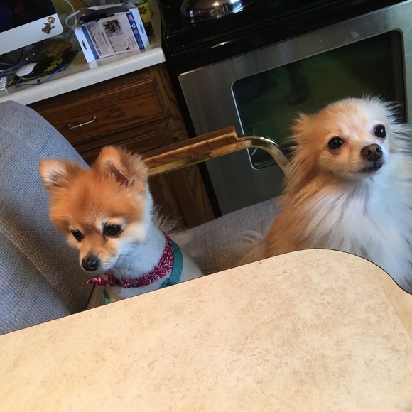 Meet your Posher, Pamela - Picture 1 of 1