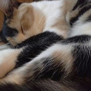 Meet your Posher, Adam