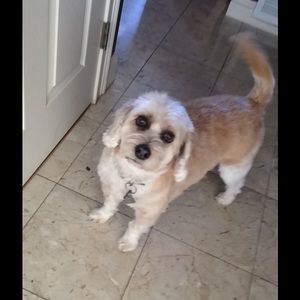 Meet your Posher, Mickey