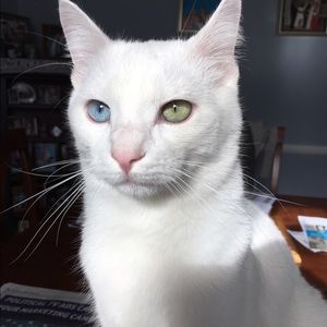 Meet your Posher, Sophie