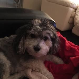 Meet your Posher, Tracy