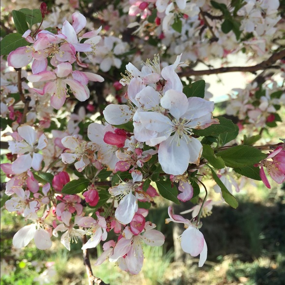 Meet your Posher, Attalie