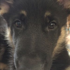 Meet your Posher, Amber