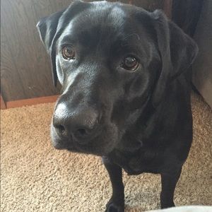 Meet your Posher, Sami