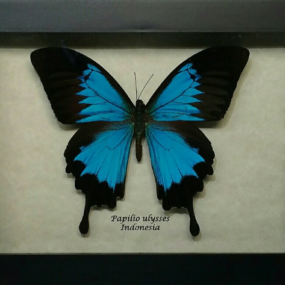 Real exotic framed butterfly