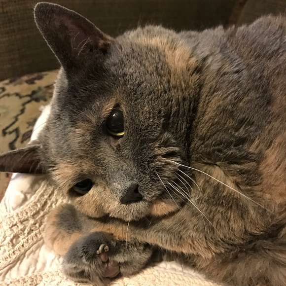 Meet your Posher, Amy 💐💐💐 - Picture 2 of 2