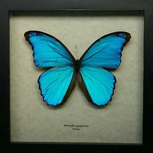 Real exotic framed butterfly