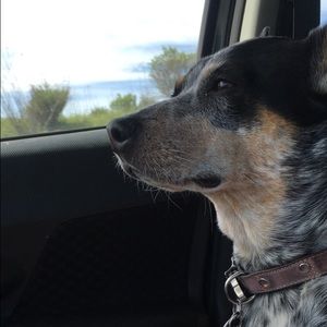 Meet your Posher, Devon