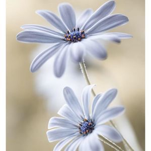 Meet your Posher, Regina