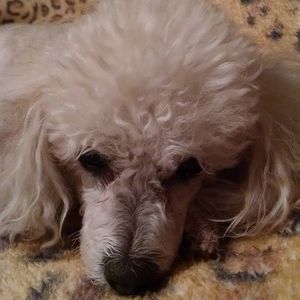 Meet your Posher, Nora