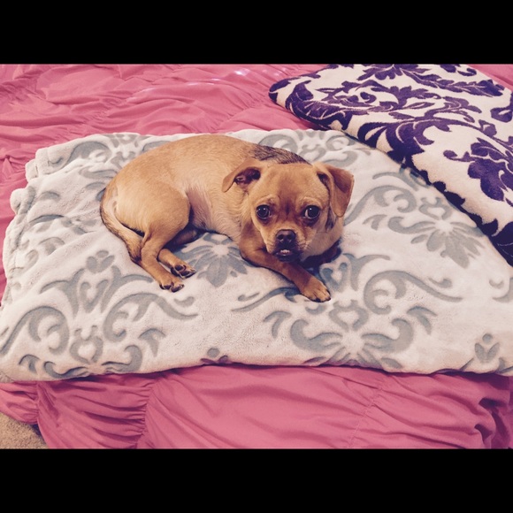 Meet your Posher, Laney - Picture 2 of 2